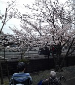 お花見